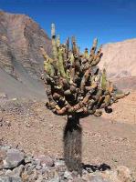 Browningia_candelaris_GM_1396.jpg