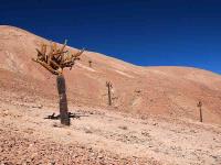 Browningia_candelaris_GM_1405.1.jpg