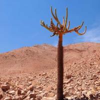 Browningia_candelaris_GM_1547.1.jpg