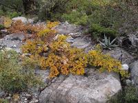 Bursera_fagaroides_GM_1258.9.jpg