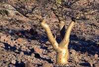 Bursera_filicifolia_GM_1283.jpg