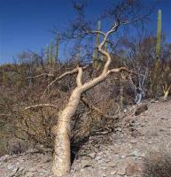 Bursera_hindsiana_GM_1283.7.jpg