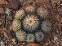 C._cinerascens_GM_1416.jpg