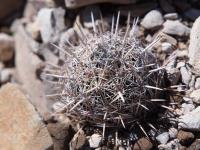 C._echinus_GM_1644.2.jpg