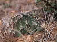 C._sulcata_GM_1505.4.jpg