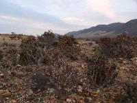 Calandrinia_sp._GM_1153.jpg