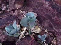 Calandrinia_sp._GM_1425.1.jpg