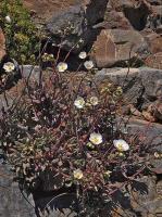 Calandrinia_sp._albiflora_GM_1458.3.jpg