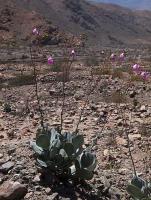 Calandrinia_taltalensis_GM_1455.6.jpg