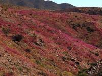 Calandrinia_taltalensis_GM_1461.4.jpg