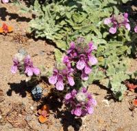 Calceolaria_cana._GM_1121.5.jpg