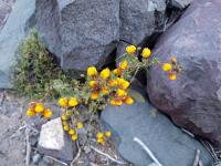 Calceolaria_meyeriana_GM_1115.13.jpg