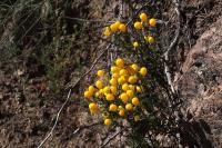 Calceolaria_sp._GM_1376.23.jpg
