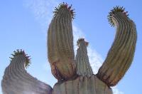 Carnegiea_gigantea_GM_977.jpg