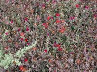Carpobrotus_chilensis_GM_1141.6.jpg