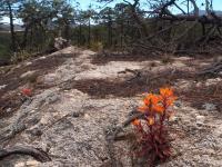 Castilleja_GM_1649.20.jpg