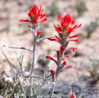 Castilleja_lanata_GM_1632.2.jpg