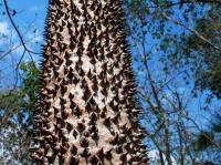Ceiba_aesculifolia_GM_1261.2.jpg