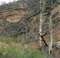 Cephalocereus_hoppenstedtii_GM_526.2.jpg