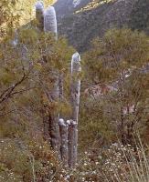 Cephalocereus_senilis_GM_1258.26.jpg