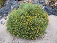 Chuquiraga_acicularis_GM_1141.5.jpg