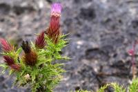 Cirsium_arizonicum_GM_1340.2.jpg