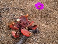 Cistante_grandiflora_GM_1155.2.jpg