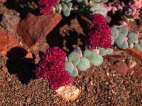 Cistanthe_celosioides_GM_1447.8.jpg