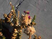 Cistanthe_salsoloides_GM_1407.2.jpg