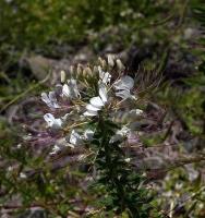 Cleome_chilensis_GM_1445.3.jpg