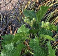 Cnidoscolus_Jatropha_urens_GM_1256.5.jpg