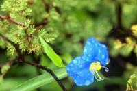 Commelina_erecta_GM_1340.4.jpg
