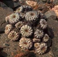 Copiapoa_aehremephiana_GM_1410.jpg