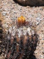 Copiapoa_aehremephiana_GM_1443.jpg
