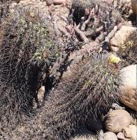 Copiapoa_alticostata_GM_1200.1.jpg