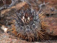 Copiapoa_atacamensis_GM_1408.1.jpg