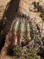 Copiapoa_atacamensis_GM_1409.3.jpg