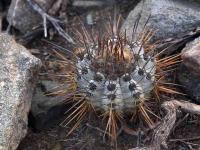 Copiapoa_atacamensis_GM_1412.2.jpg