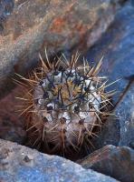 Copiapoa_atacamensis_GM_1440.1.jpg