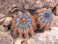 Copiapoa_atacamensis_GM_1554.3.jpg