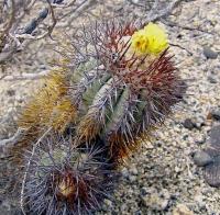 Copiapoa_calderana_GM_1159.1.jpg