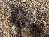 Copiapoa_calderana_GM_1421.jpg