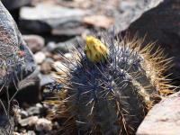 Copiapoa_calderana_GM_1455.1.jpg