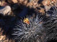 Copiapoa_calderana_GM_1567.1.jpg