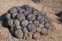 Copiapoa_cinerascens_GM_1165.2.jpg