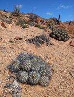 Copiapoa_cinerascens_ssp._grandiflora_GM_1452.4.jpg