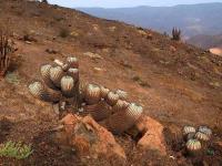 Copiapoa_cinerea_GM_1415.1.jpg