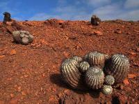 Copiapoa_cinerea_GM_1415.2.jpg