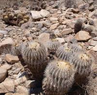 Copiapoa_cinerea_v._albispina_GM_1175.2.jpg