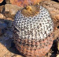 Copiapoa_columna-alba_GM_1165.4.jpg